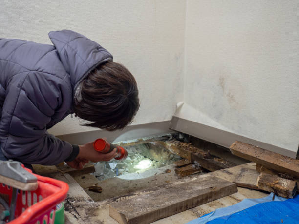 Best Comprehensive Air Testing for Mold Contaminants  in Chelsea Cove, NY